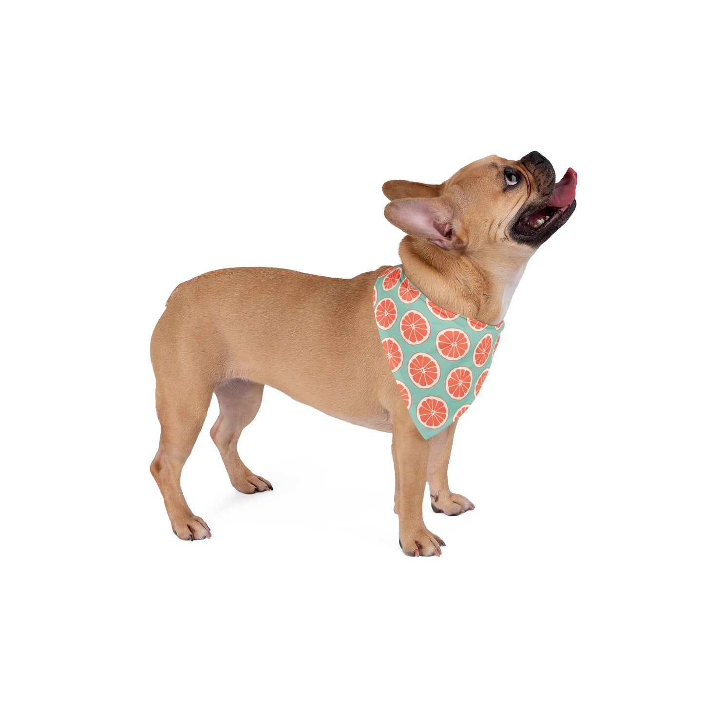 Bring a burst of summer to your dog's style with our Summer Citrus Dog Bandana/Wild Rag. Featuring grapefruit on a pastel duck egg color background, this design adds a refreshing touch. Crafted from soft-spun polyester, this wild rag ensures comfort and style, making it perfect for sunny adventures. Exclusively available at Eliza Singer.
