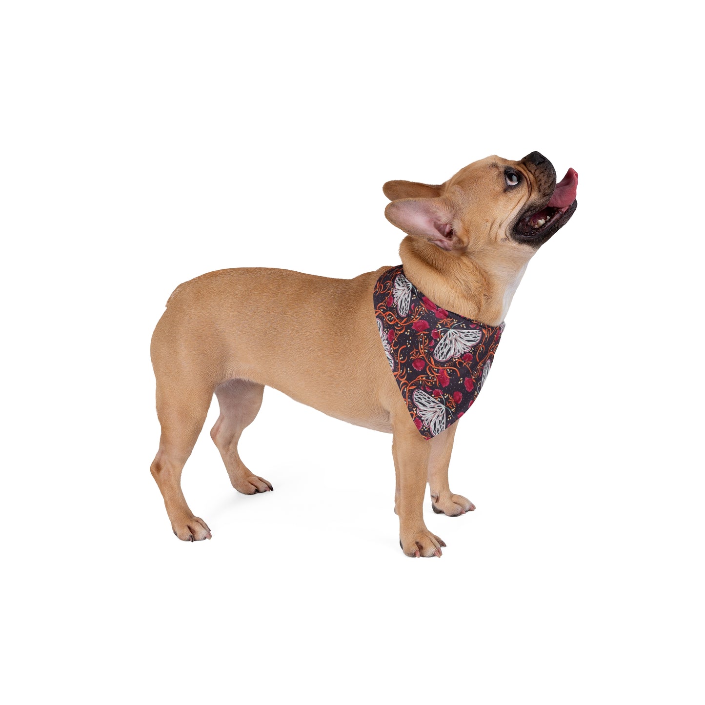 Unleash a touch of mystery with our Night Moth Dog Bandana/Wild Rag. The beautiful dark navy background adorned with grey moths, burgundy flowers, and orange-y branches creates an enchanting and captivating look. Crafted from soft-spun polyester, this wild rag ensures comfort and style. Make every outdoor escapade magical with this exclusive design, available only at Eliza Singer.